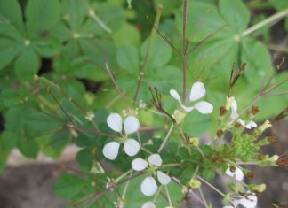 หญ้า -หนวด – แมว