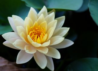 “เมตตา ให้อภัย และวางใจให้เป็น” สร้างเกราะใจให้ชีวิต โดย พระใบฎีกาคทาวุธ คเวสกธมฺโม ขอขอบคุณ ภาพถ่ายโดย พระมหาปฐมพงษ์ ญาณวํโส จริยธรรมแชนแนล สำนักงานส่งเสริมคุณธรรม จริยธรรม และความมั่นคงแห่งสถาบันชาติ พระศาสนา พระมหากษัตริย์ วัดสระเกศ